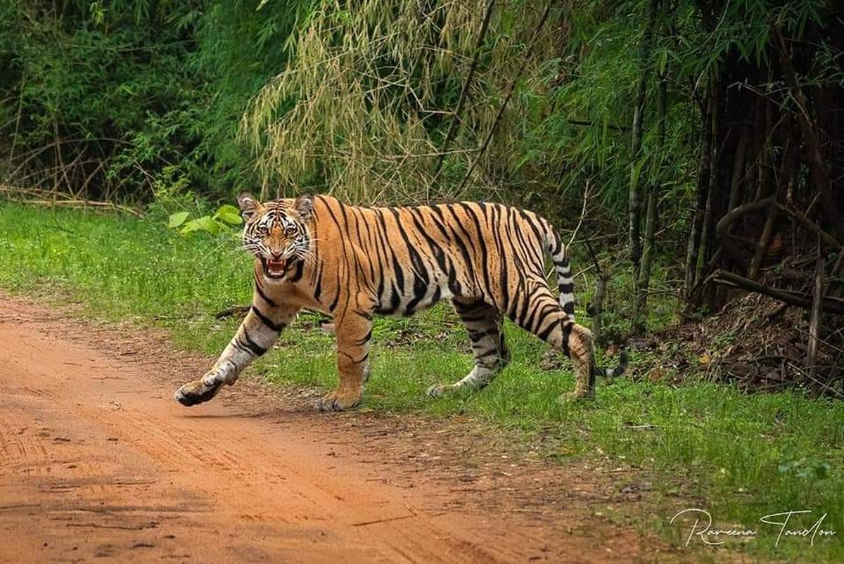 Tiger in Kanha